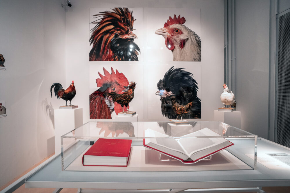 Four photos of different chickens are displayed in a grid behind two life-sized chicken sculptures and a display case holding a closed book and an open book both with red covers